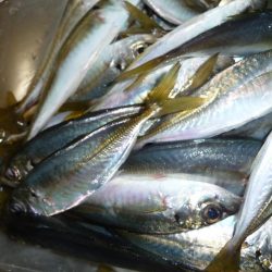 ボウズ逃れのサビキ