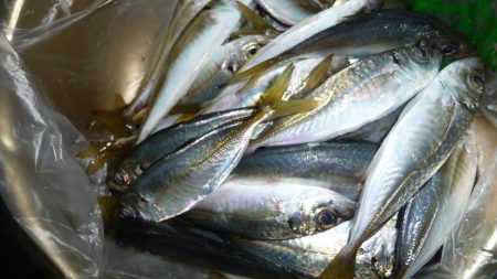 ボウズ逃れのサビキ