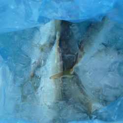 青物不発でサビキ