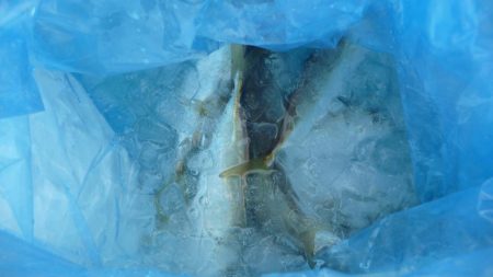 青物不発でサビキ