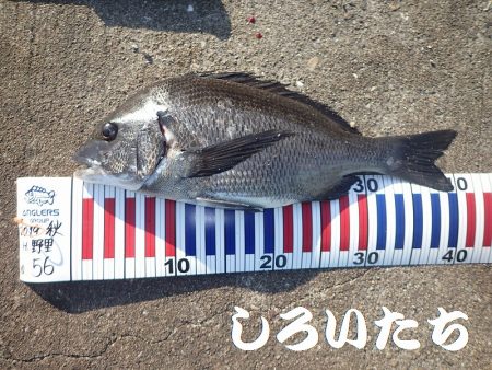 短時間で、良く釣れました。