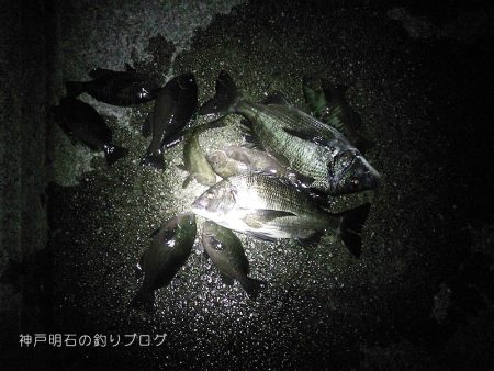 秋の上物釣り