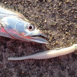 100cm超え！　高確率で出現中！