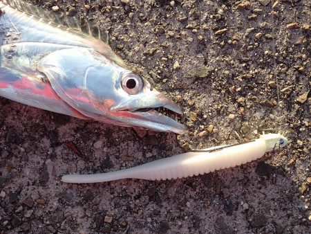 100cm超え！　高確率で出現中！