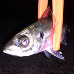 アジのちアオリ