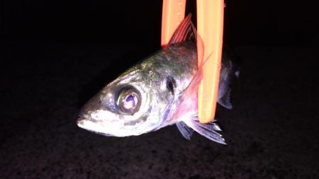 アジのちアオリ