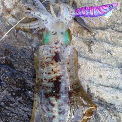 大島でエギング