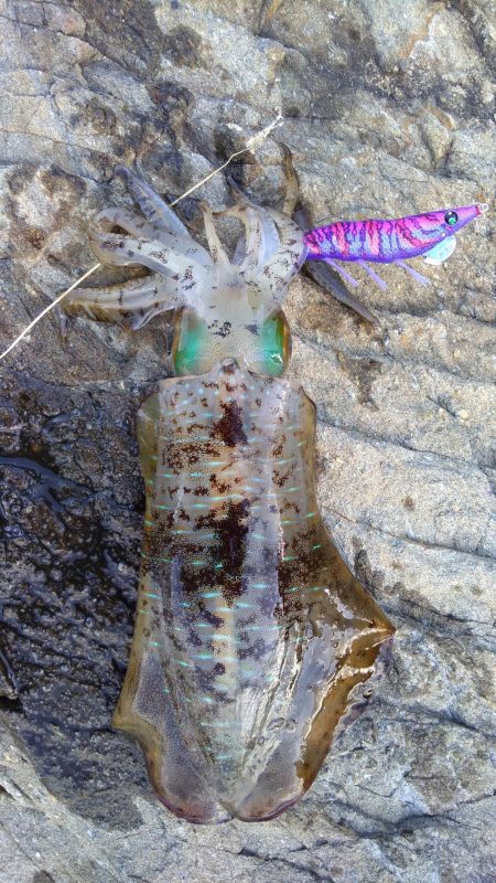 大島でエギング