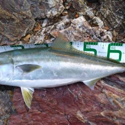 ブリと言っていいよね?