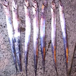 テンヤでタチウオ