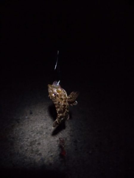 投げ釣りからのブラクリ