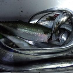 タチウオ、大サバ、大アジ