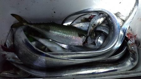 タチウオ、大サバ、大アジ