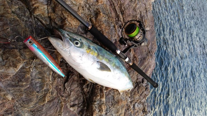 トップでハマチ