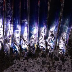 タチウオ入れ食い