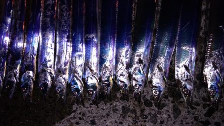 タチウオ入れ食い