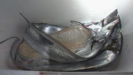 夜は小さく、朝は大きいタチウオ。