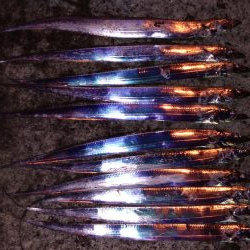 入れ食いタチウオ