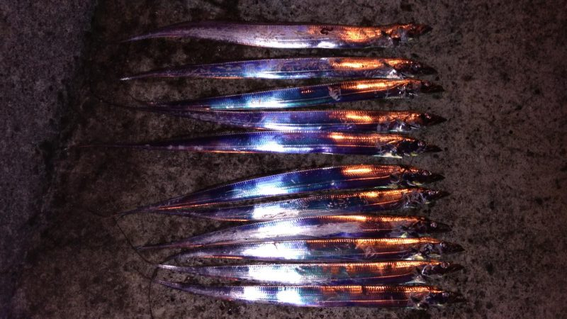 入れ食いタチウオ