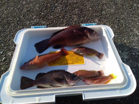 早朝メバルにカンダイ