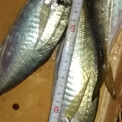 　中あじフィーバー