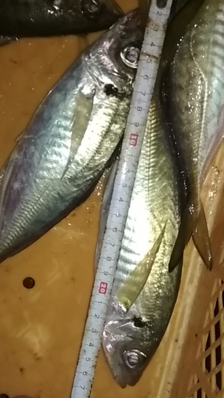 　中あじフィーバー