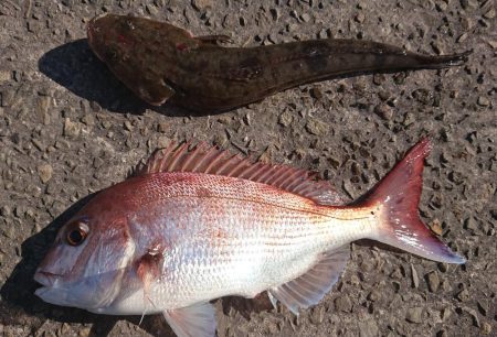 朝マズメから～