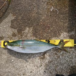 スーパーナブラを求めて・・・