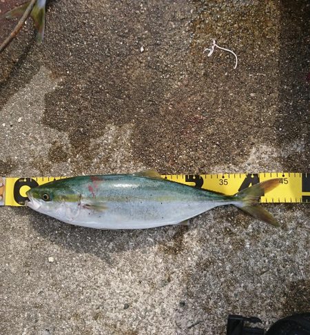 ｽｰﾊﾟｰﾅﾌﾞﾗを求めて・・・