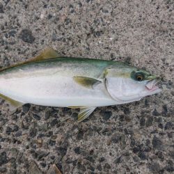 ハマチ？ツバス？