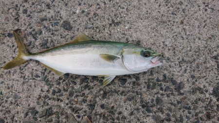 ハマチ？ツバス？