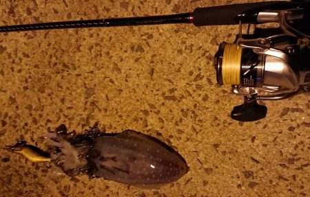 自然には勝てない、、、