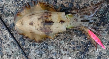 釣れてよかったm(__)m