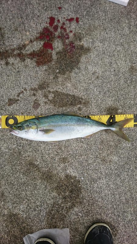 ｾｯﾄｱｯﾊﾟｰ2