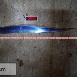 超短時間タチウオ釣行