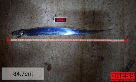 超短時間タチウオ釣行