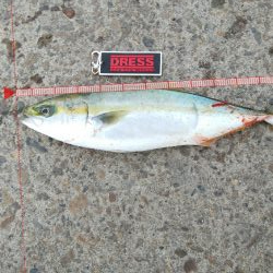 今日の本命はハマチ