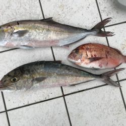 久しぶりの海上釣堀