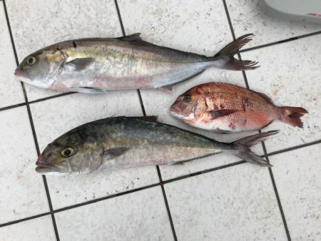久しぶりの海上釣堀