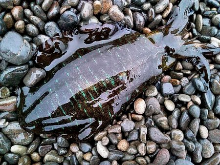 アオリイカ　これからが楽しみです♪♪