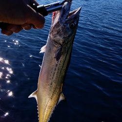 ボートエース出撃！