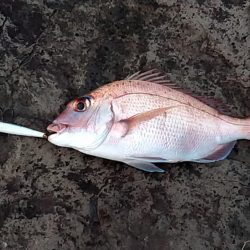 青物狙いましたが…