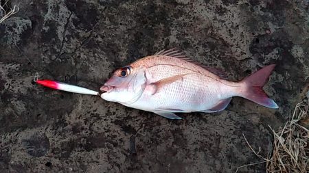 青物狙いましたが…