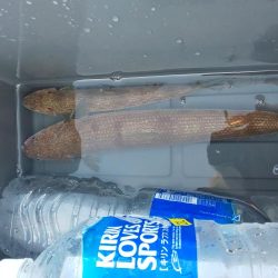 ハマチを求めて…