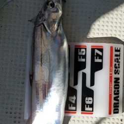 遊漁船 ニライカナイ 釣果