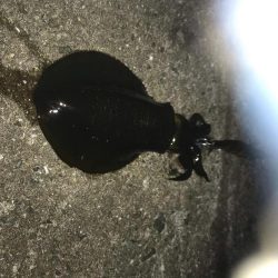 中紀でエギング、爆釣?まではいかんけどまあまあ釣果