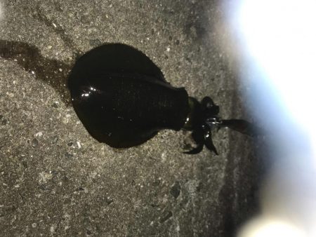 中紀でエギング、爆釣?まではいかんけどまあまあ釣果