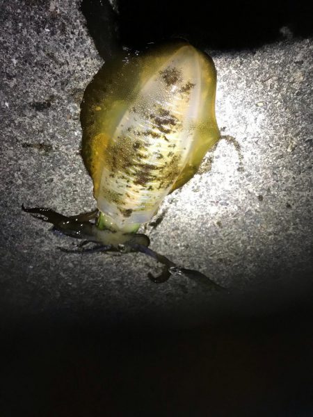 エギングでアオリイカ釣果！秋イカシーズンもいい感じかも