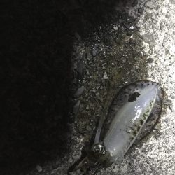 地磯で秋イカ連発のエギング釣果