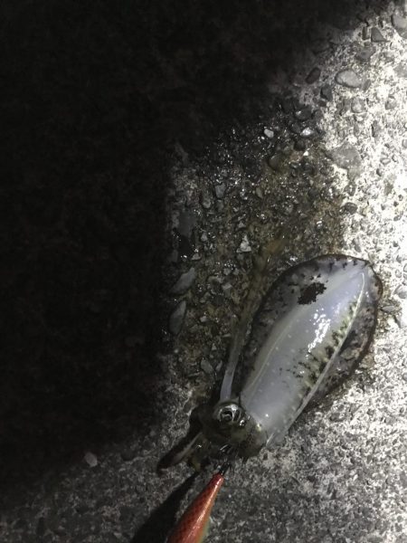 地磯で秋イカ連発のエギング釣果